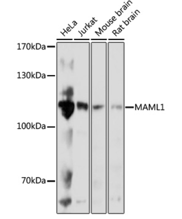 MAML1 Rabbit Polyclonal Antibody