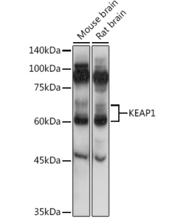 KEAP1 Rabbit Polyclonal Antibody