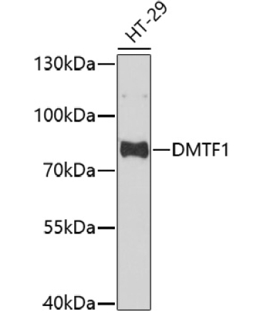 DMTF1 Rabbit Polyclonal Antibody