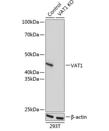 VAT1 Rabbit Polyclonal Antibody [KO Validated]