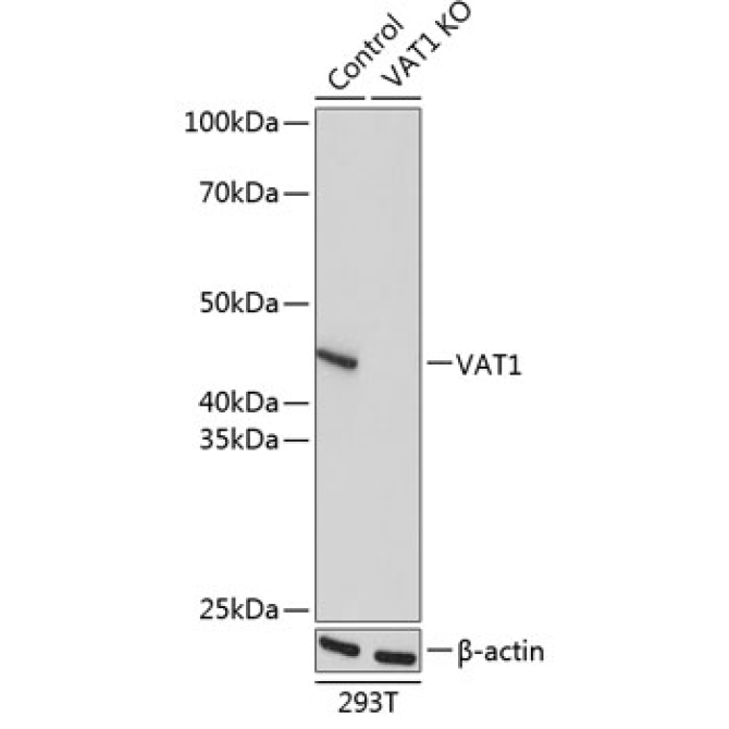VAT1 Rabbit Polyclonal Antibody [KO Validated]
