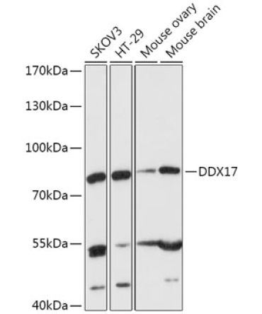 DDX17 Rabbit Polyclonal Antibody