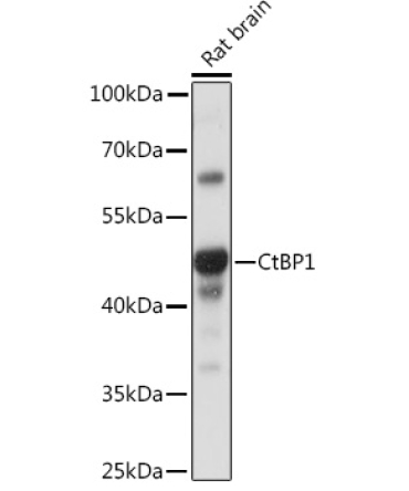 CtBP1 Rabbit Polyclonal Antibody