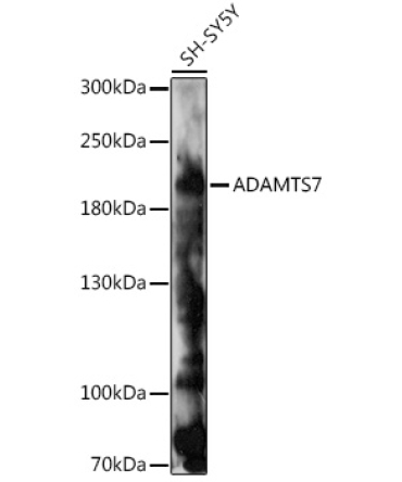 ADAMTS7 Rabbit Polyclonal Antibody