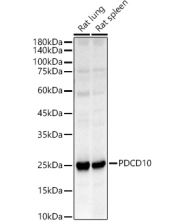 PDCD10 Rabbit Polyclonal Antibody
