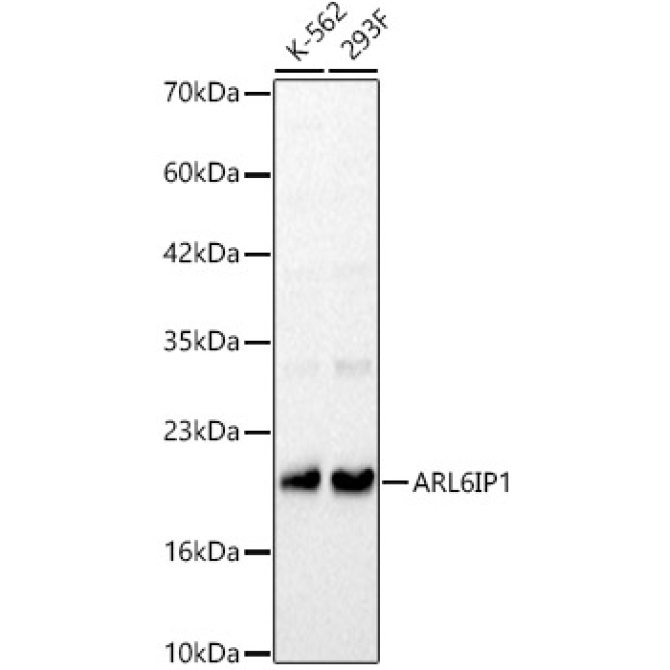 ARL6IP1 Rabbit Polyclonal Antibody