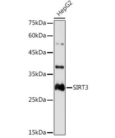 SIRT3 Rabbit Polyclonal Antibody [KO Validated]