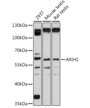 ARIH1 Rabbit Polyclonal Antibody