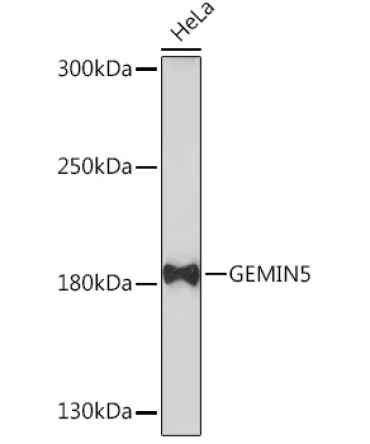 GEMIN5 Rabbit Polyclonal Antibody