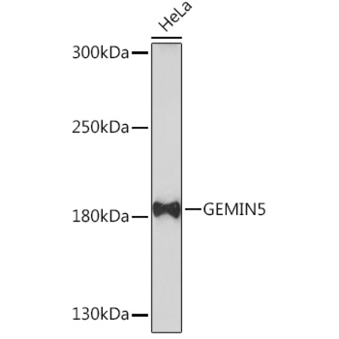 GEMIN5 Rabbit Polyclonal Antibody