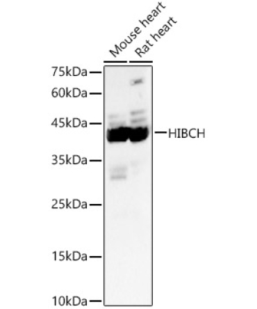 HIBCH Rabbit Polyclonal Antibody