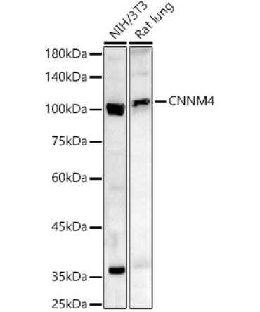 CNNM4 Rabbit Polyclonal Antibody