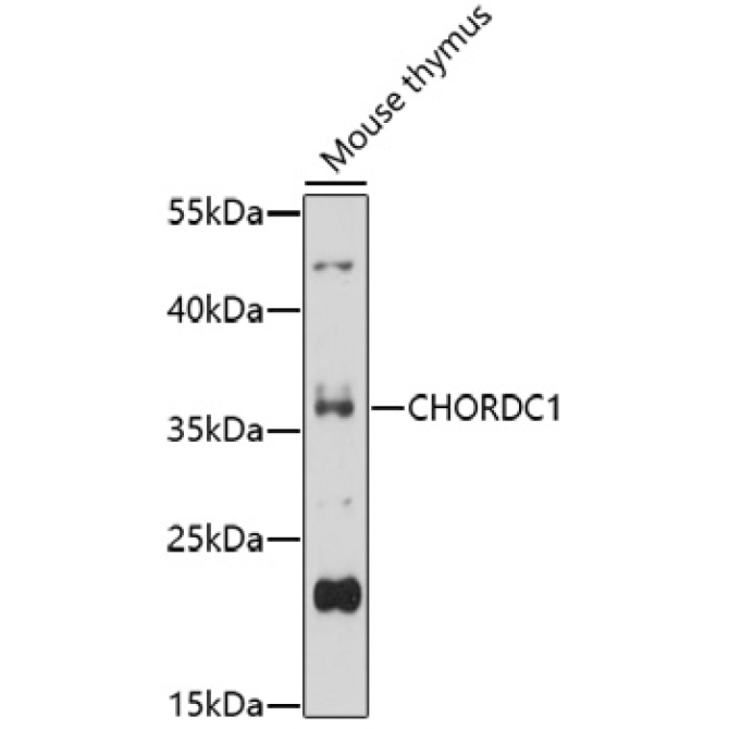 CHORDC1 Rabbit Polyclonal Antibody