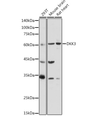 DKK3 Rabbit Polyclonal Antibody
