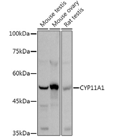 CYP11A1 Rabbit Polyclonal Antibody