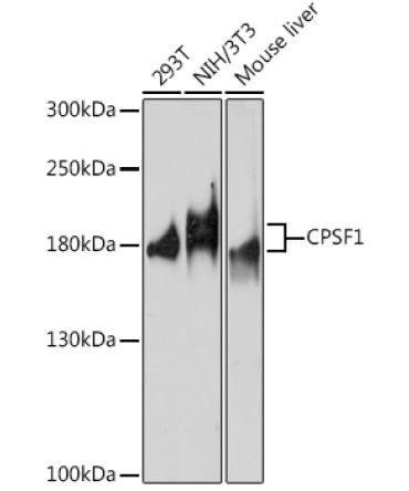 CPSF1 Rabbit Polyclonal Antibody
