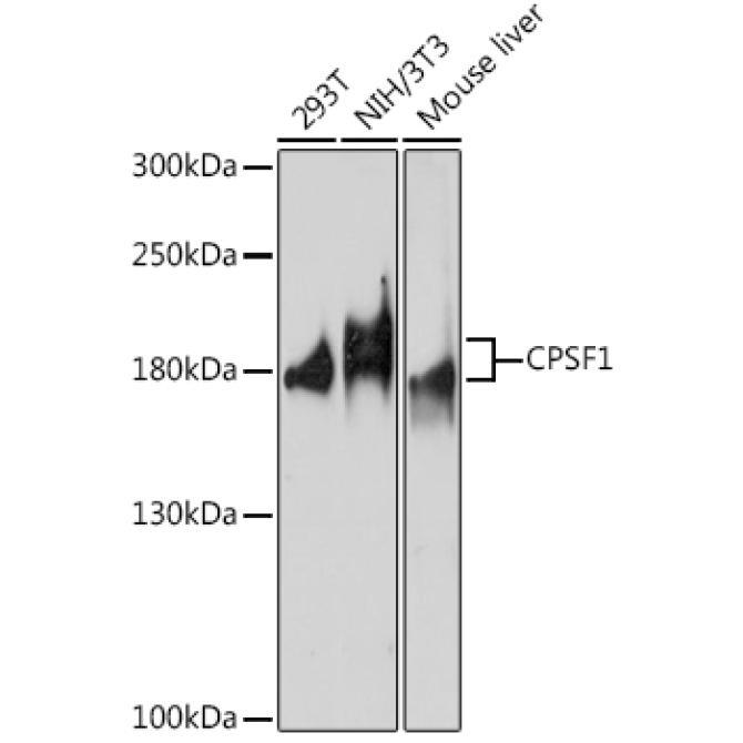 CPSF1 Rabbit Polyclonal Antibody