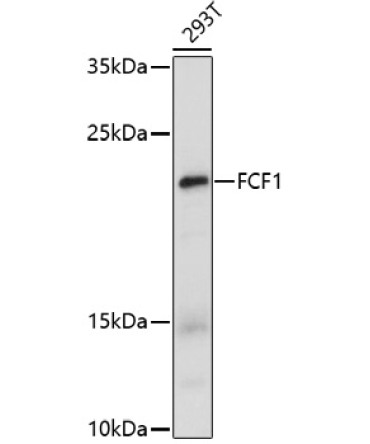 FCF1 Rabbit Polyclonal Antibody