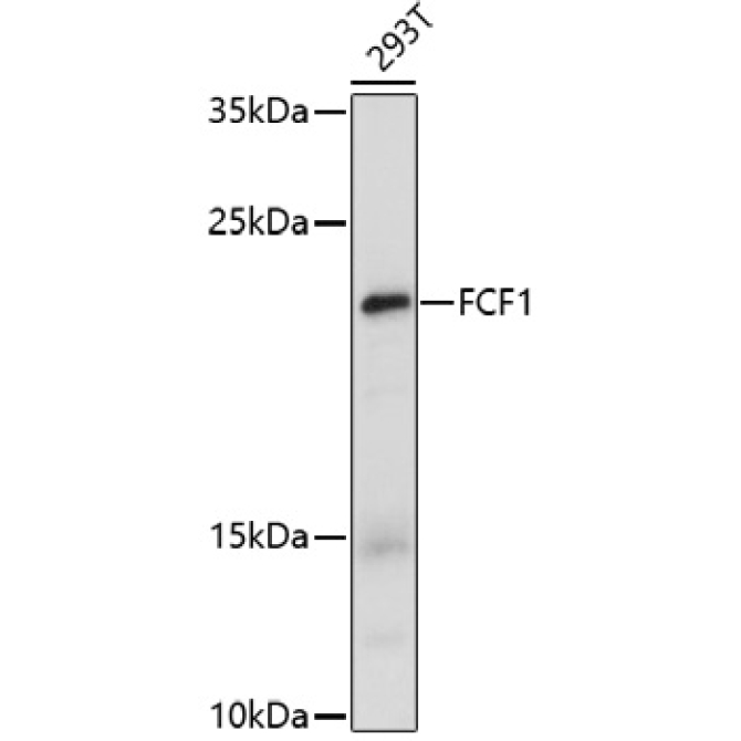 FCF1 Rabbit Polyclonal Antibody