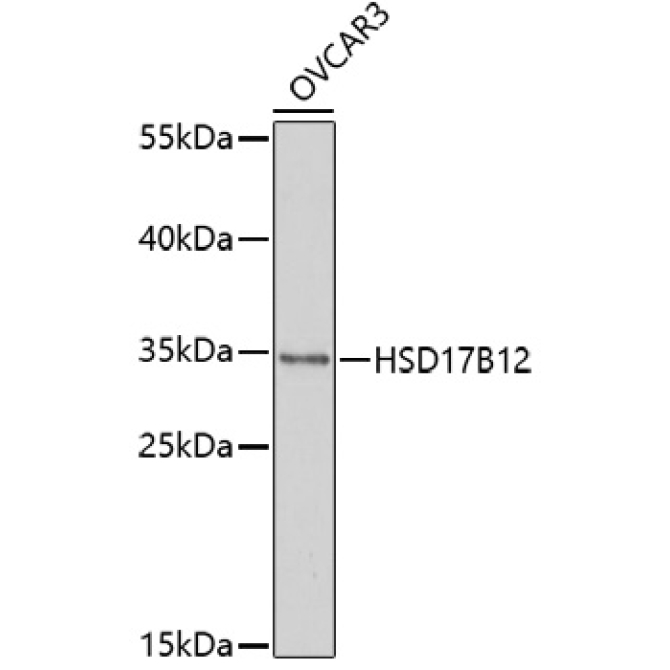 HSD17B12 Rabbit Polyclonal Antibody