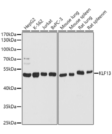 KLF13 Rabbit Polyclonal Antibody
