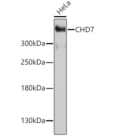 CHD7 Rabbit Polyclonal Antibody
