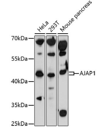 AJAP1 Rabbit Polyclonal Antibody