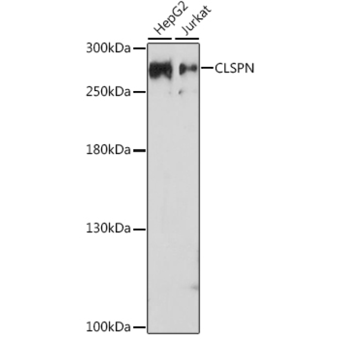 CLSPN Rabbit Polyclonal Antibody