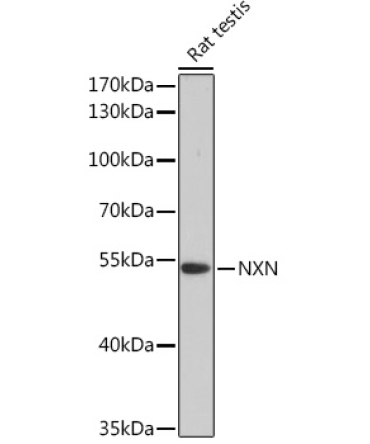 NXN Rabbit Polyclonal Antibody