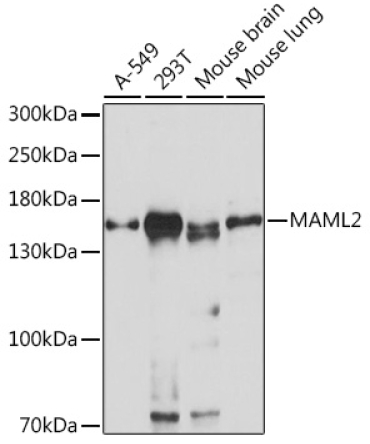 MAML2 Rabbit Polyclonal Antibody