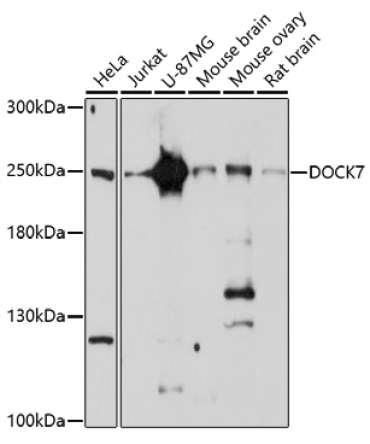 DOCK7 Rabbit Polyclonal Antibody