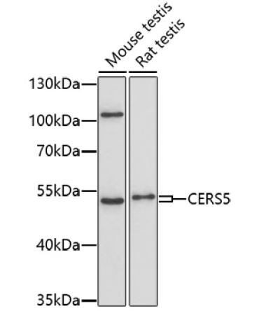 CERS5 Rabbit Polyclonal Antibody