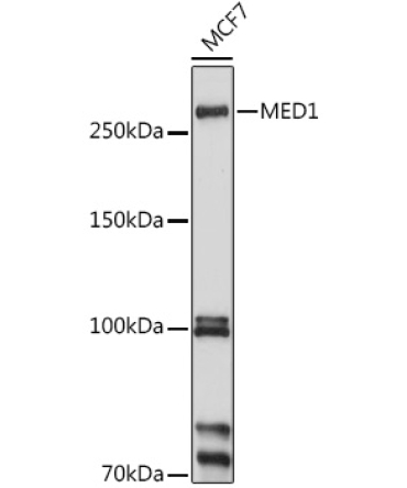 MED1 Rabbit Polyclonal Antibody