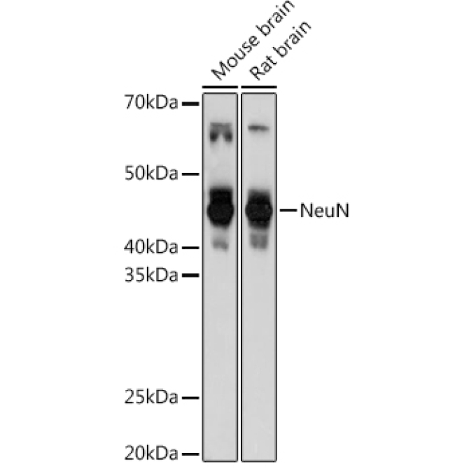 NeuN Rabbit Polyclonal Antibody