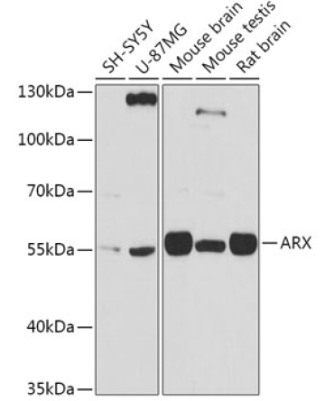 ARX Rabbit Polyclonal Antibody