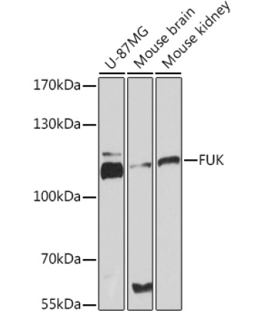 FUK Rabbit Polyclonal Antibody