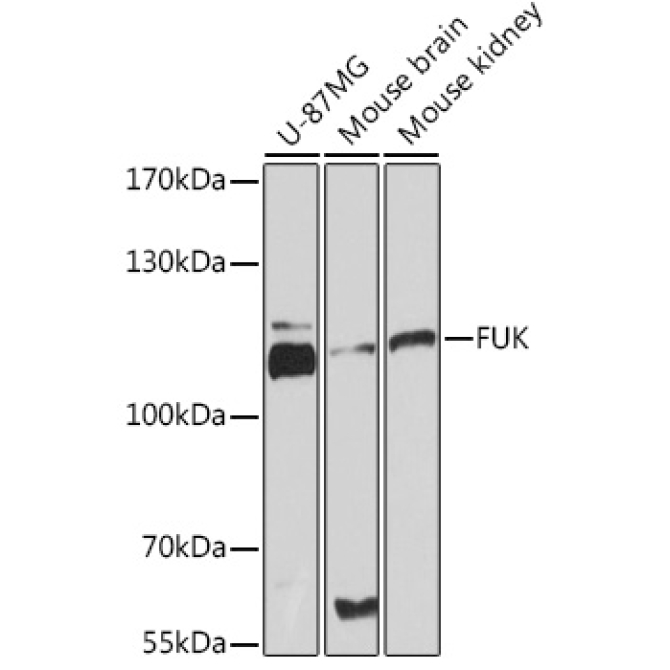 FUK Rabbit Polyclonal Antibody