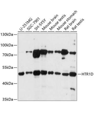 HTR1D Rabbit Polyclonal Antibody