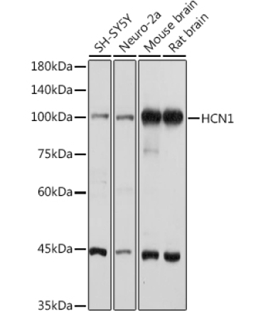 HCN1 Rabbit Polyclonal Antibody