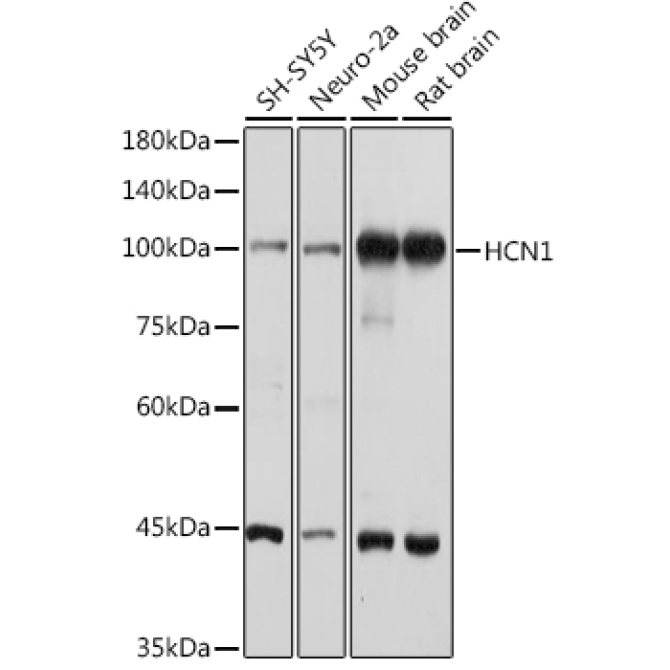 HCN1 Rabbit Polyclonal Antibody