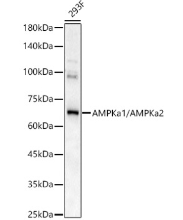 AMPKa1/AMPKa2 Rabbit Polyclonal Antibody