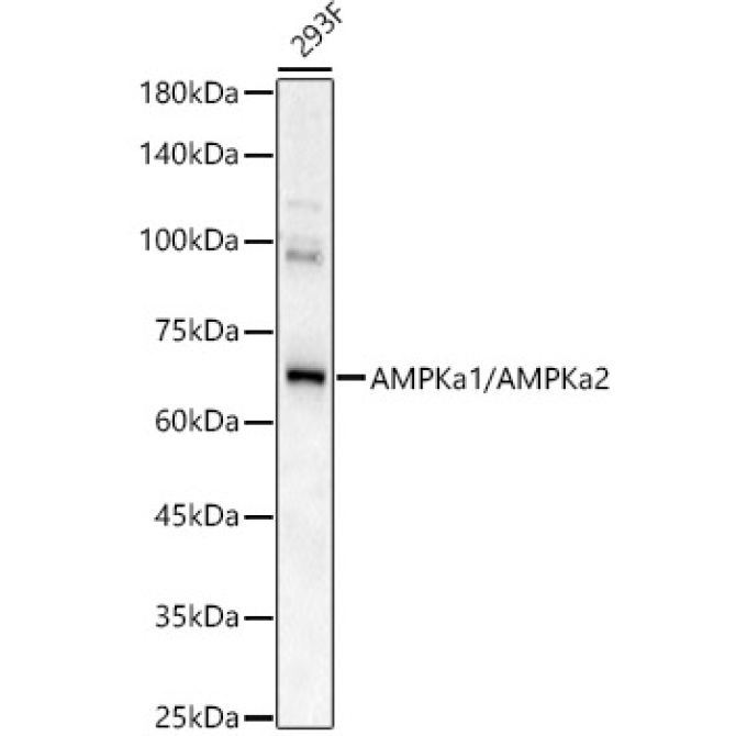 AMPKa1/AMPKa2 Rabbit Polyclonal Antibody