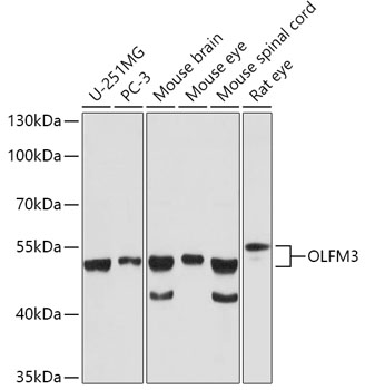 OLFM3 Rabbit Polyclonal Antibody