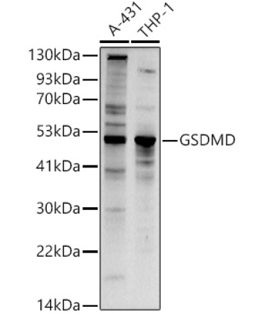 GSDMD (Full length+C terminal) Rabbit Polyclonal Antibody