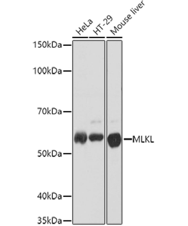 MLKL Rabbit Polyclonal Antibody