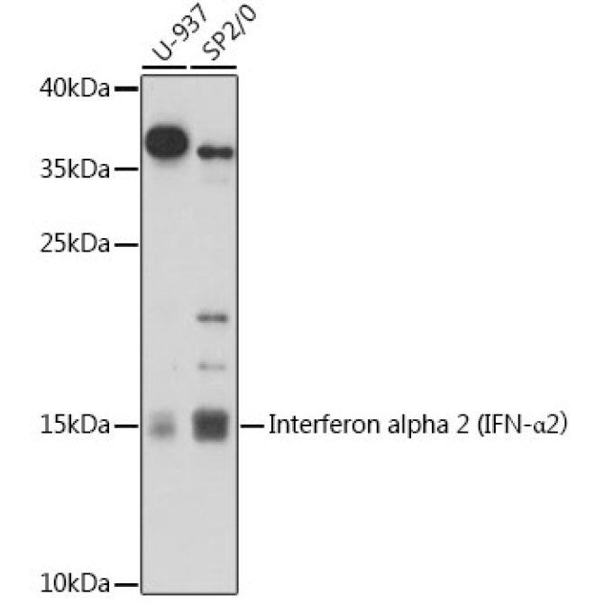 Interferon alpha 2 (IFN-Alpha2? Rabbit Polyclonal Antibody