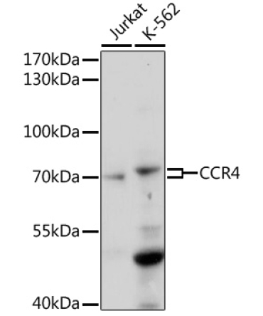 CCR4 Rabbit Polyclonal Antibody