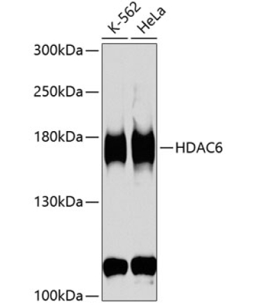 HDAC6 Rabbit Polyclonal Antibody