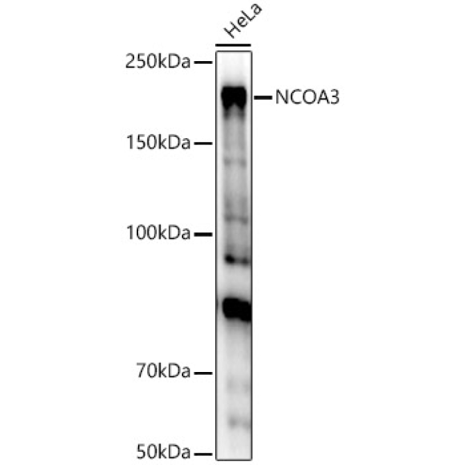 NCOA3 Rabbit Polyclonal Antibody