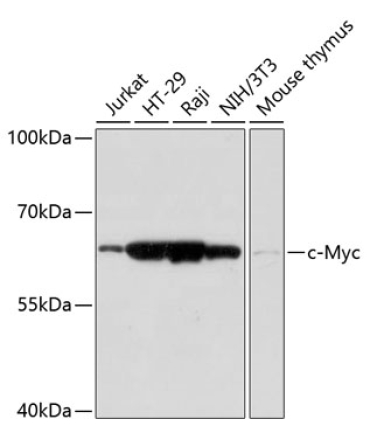 c-Myc Rabbit Polyclonal Antibody